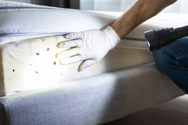 Best Mosquito Control Services  in Murphy, NC