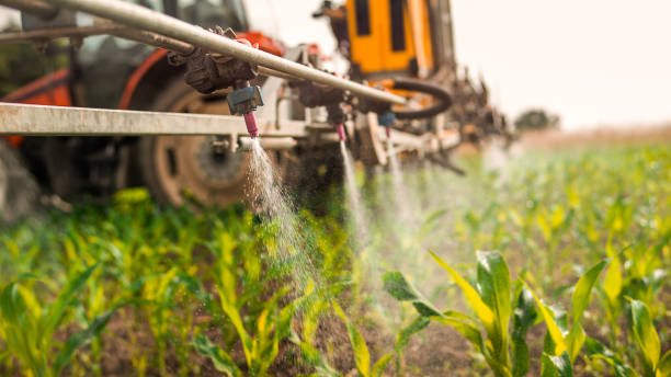 Best Ant Control Services  in Murphy, NC